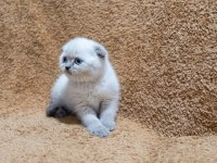 Scottish fold shorthair bluepoint kızımız
