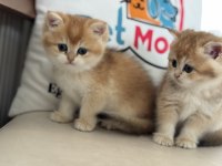 Ankarada ziyarete açık ny12 golden british shorthair