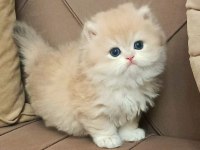 British Longhair ve Shorthair Sevecen Yavrularımız