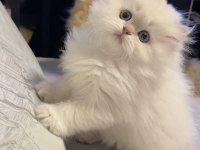SHOW KALİTE BRITISH LONGHAIR YAVRULARIM