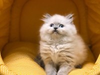 BRİTİSH LONGHAIR YAVRULARIM