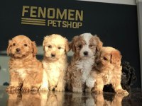 MALTESE YAVRULAR MALTİPO VE TOY POODLE YAVRULAR ANKARA