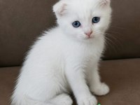 Scottish fold ve straight longhair yavrular