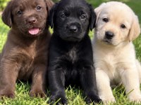 Labrador Redriever çok şirin yavrular