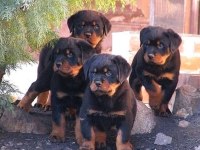 Macar Show Kalite Rottweiler Yavrular