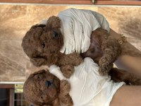 Kore poodle yavrularımız