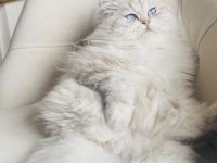 British longhair 1 yaşında