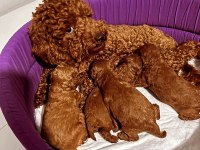 toy poodle yavrular maltipo yavrular maltese yavrular ankara