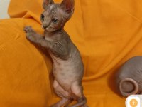 Sphynx home son yavru kediler
