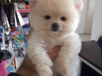Ruhsatlı Resmi İşletmeden Taksit Avantajıyla Pomeranian