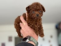 Petmode köpek çiftliğinden tea cup kore poodle