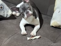 8 aylık dişi FRENCH BULLDOG