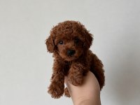 TEACUP 700 GR POODLE