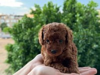 ANKARA NIN EN GÜZEL TOY POODLE YAVRULARI