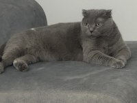 İsmi gibi prenses sakin huylu scottish fold
