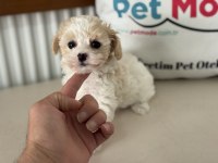 Petmode köpek çifrliğinden tea cup morkie yavrularımız