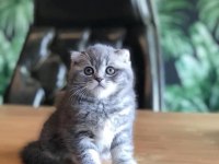 SCOTTISH FOLD SEVİMLİ YAVRULARIM
