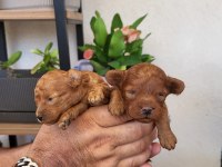 Harika Korekan POODLE ayı surat TEDDY BEAR