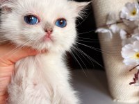 Böyle british shorthair sevimlilik yok