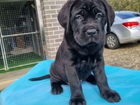 Dev Boy Cane Corso Yavruları Güçlü ve İri Yapı