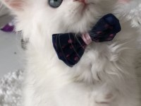 Kar beyaz british longhair yakışıklılar