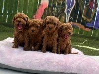 ZİYARETE AÇIK ERKEK DİŞİ POODLE BEBEKLER