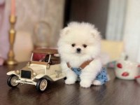 TEACUP AYICIK POMERANİAN