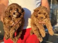 Petmode köpek çiftliğinde ziyarete açık kore maltipoo