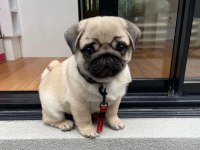 MALZEME HEDİYE PUG MOPS YAVRULARIMIZ