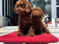 Petmode köpek çiftliğinde ziyarete açık toy poodle