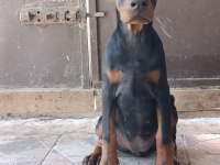 Şampiyon kan hattından a şecere doberman yavrular