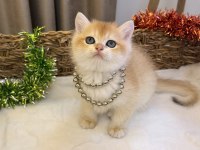 GOLDEN NY12 SAFKAN BRİTİSH BEBEKLER