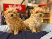ORJİNAL HİPOALERJENİK TEACUP MALTİPOO