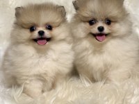 TEACUP NADİR PARTYCOLOR AYI SURAT POMERANİAN