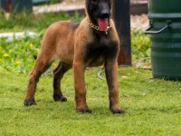 Malinois yavrularda son nokta