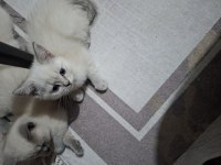 British shorthair kedisi