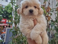 RUHSATLI İŞLETMEDEN MALTİPOO BEBEKLERİM
