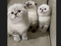 SAFKAN AYI SURAT MAVİ GÖZ KEDİLERİMİZ