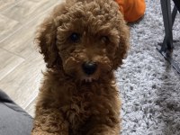 Aşılı wc eğitimli son erkek toy poodle yavru