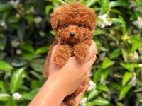 Ruhsatlı Üreticiden Toy Poodle Bebekler