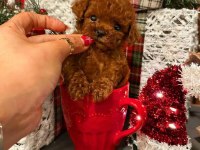 ANKARA NIN EN GÜZEL VE ORJİNAL TOY POODLE YAVRULARI