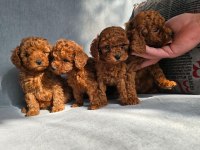 Kg garantili Kore toy poodle yavrularımız