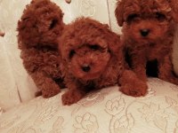 Petmode köpek çiftliğinde ziyarete açık kore toy poodle