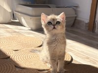 Safkan dişi yavru british shorthair
