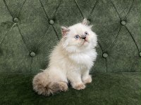 BLUE POİNT 3 YAVRU KEDİMİZ