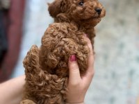 Toy Poodle Şecereli Anneden