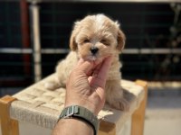 Petmode köpek çiftliğinden tea cup maltipoo