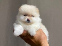 Pomeranian Boo Köpeğimiz