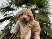 Poodle Ayarında Maltipoo Bebekler
