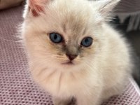 BLUEPOİNT ERKEK DİŞİ KEDİMİZ
